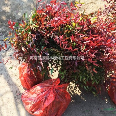 批發(fā)南天竹苗 綠化苗木苗圃 彩葉花木叢生蘭天竺 園林綠化樹(shù)苗