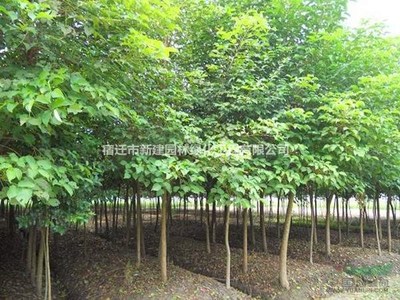 重陽(yáng)木價(jià)格_重陽(yáng)木圖片_重陽(yáng)木產(chǎn)地_重陽(yáng)木綠化苗木苗圃基地
