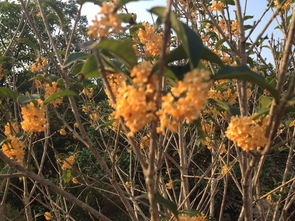 上海農(nóng)莊度假村